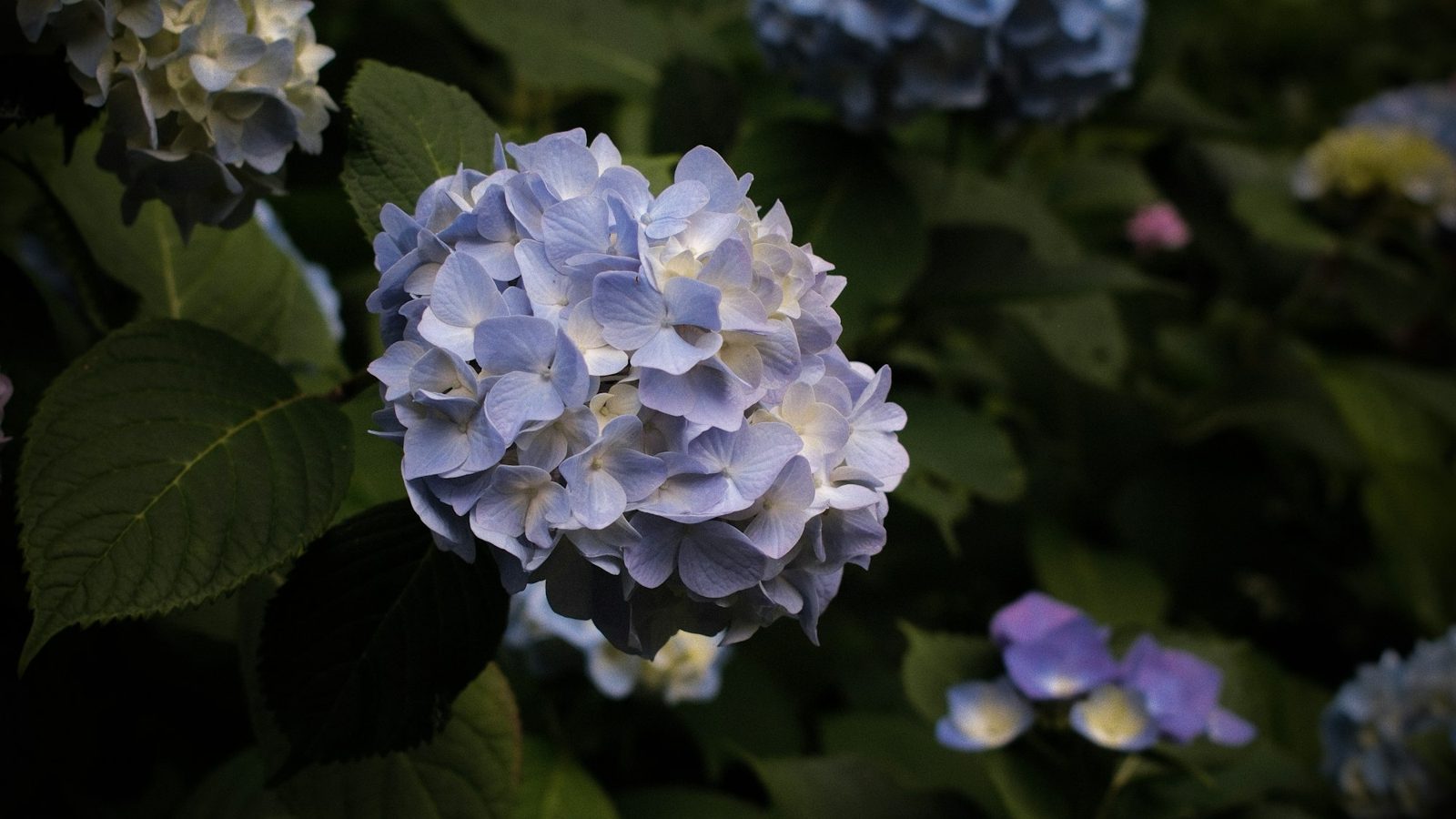 鎌倉の紫陽花